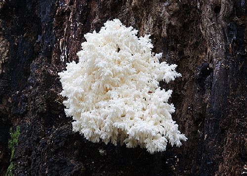 Hericium coralloides